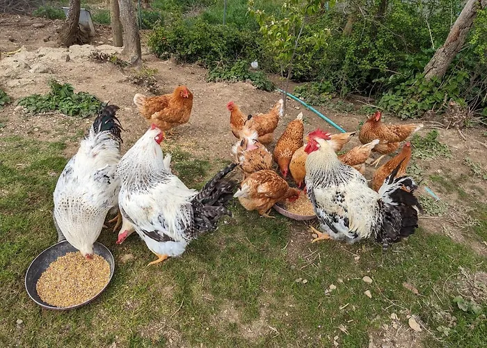 팜스테이 포데레 스페달로네