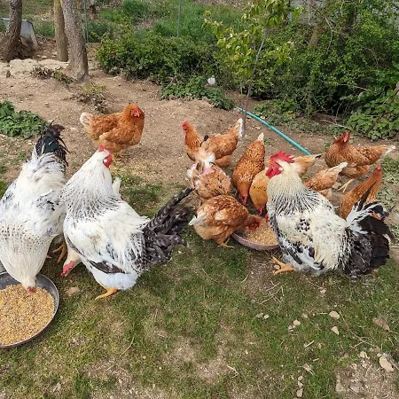 Çiftlik konaklama Podere Spedalone